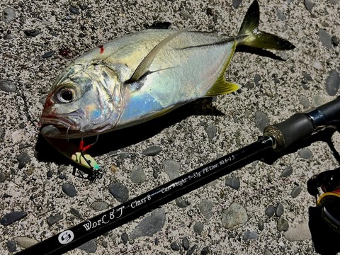 2日目のギンガメ_1