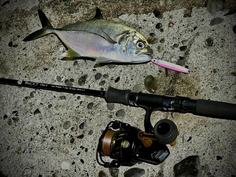 初日2尾目のギンガメ