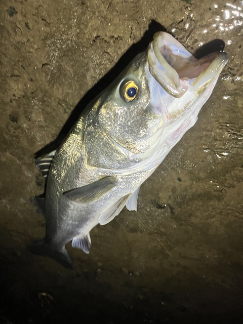 レポート当日の画像 (1)