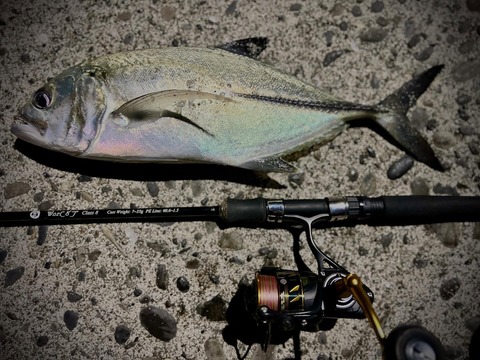 3日目のギンガメ_1