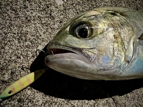 3日目のギンガメ_2