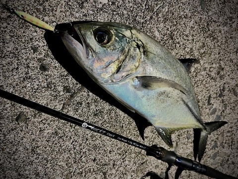 3日目のギンガメ_4