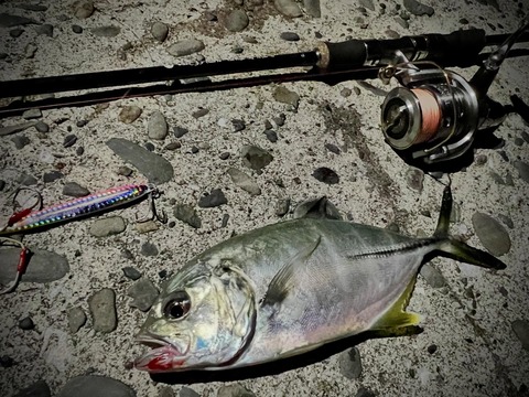 初日1尾目のギンガメ