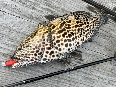 カンモンハタ_1