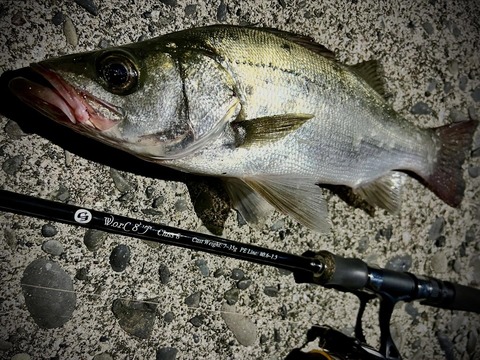 3日目のヒラスズキ_2