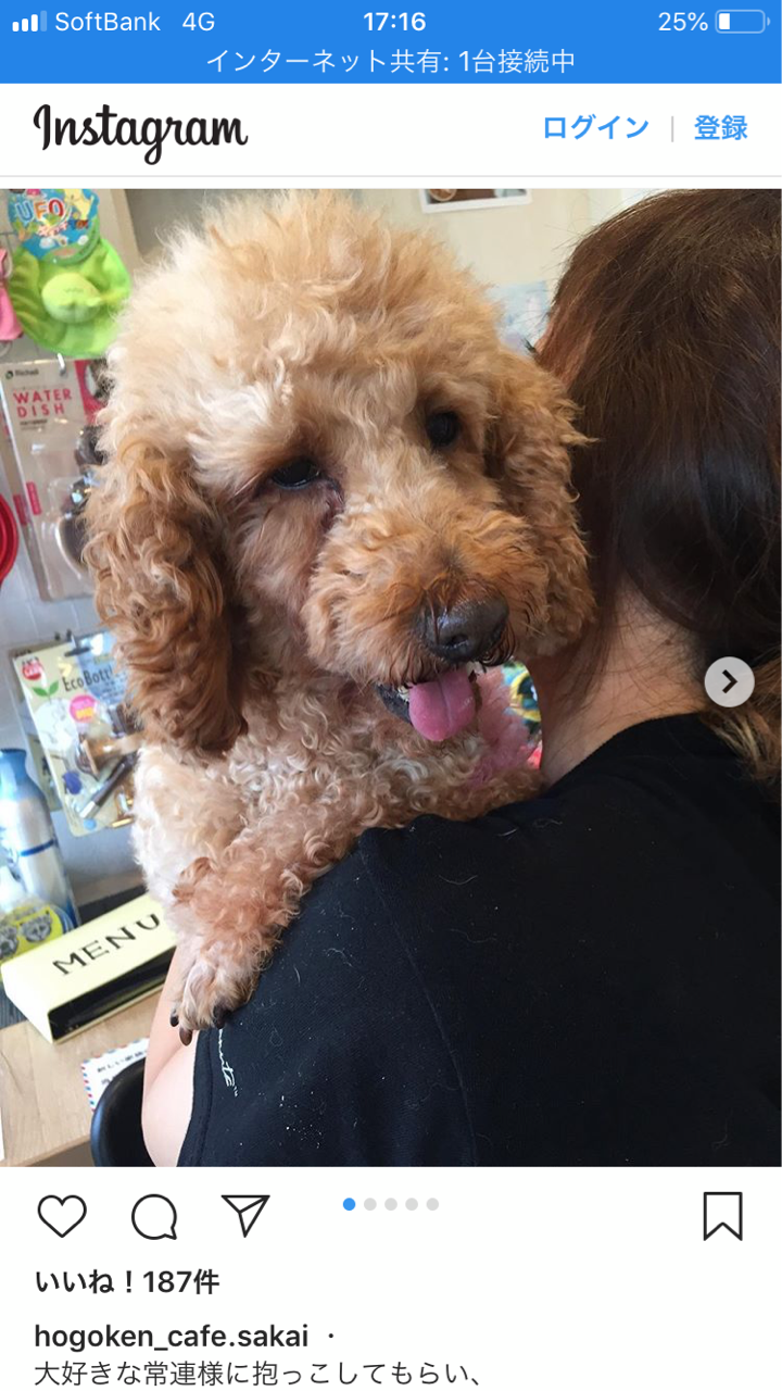 猫ちゃん ワンニャンパラダイス