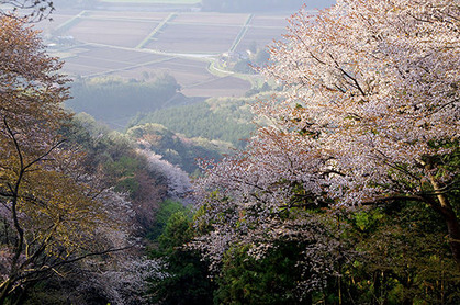 20150418tak_sakura