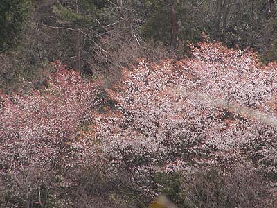ソメイヨシノ以前 サクラサク里 プロジェクト ソメイヨシノ以前 サクラサク里 プロジェクト