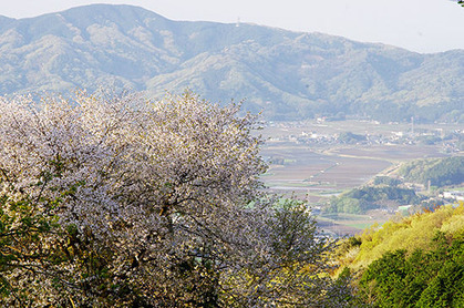 20150422tak_sakura