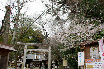 20190329jinjya_kohigan