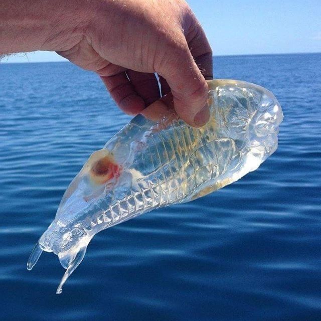 深海魚詳しい人これ魚 クラゲ たのしいまとめだよ