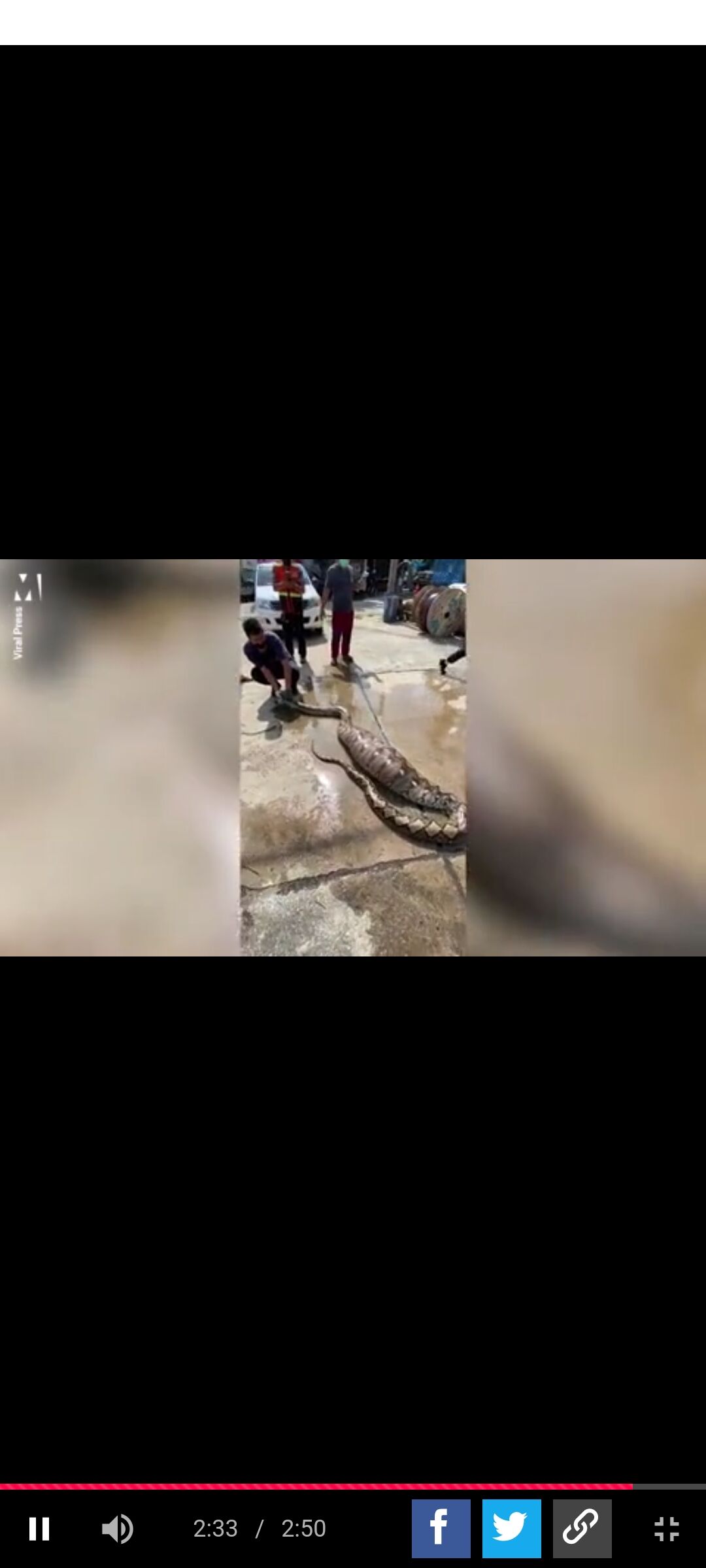 巨大ニシキヘビさん 2匹の犬を丸呑みした罪で捕まる たのしいまとめだよ