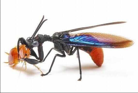 カマキリと同じ進化をしたハエが発見される たのしいまとめだよ