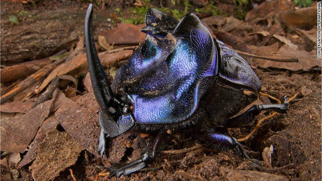 めちゃくちゃかっこいいカブトムシが発見される たのしいまとめだよ