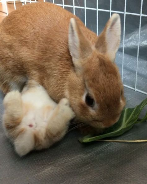 うさぎさんの授乳 お前らの思う数倍ワイルドｗｗｗｗｗｗｗｗｗｗｗｗｗｗｗｗｗｗｗｗ たのしいまとめだよ