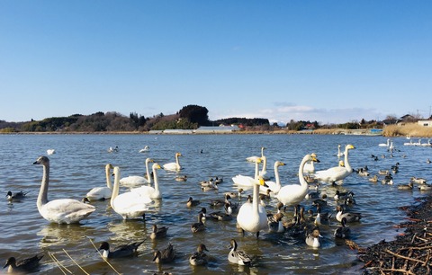 築館の白鳥-20220214