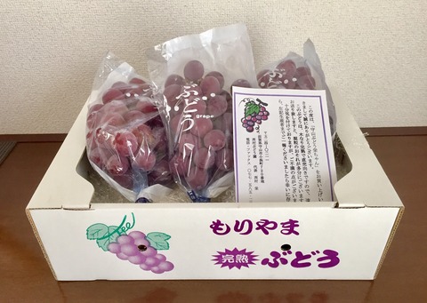 守山ぶどう-20230812-2