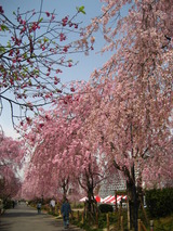 東谷山しだれ桜の様子