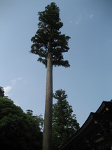 ȿ