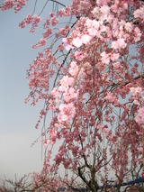 東谷山しだれ桜接写