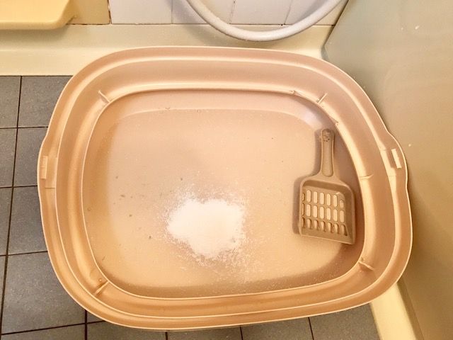 猫用トイレもオキシ漬け 窓際にゃんこたちとのゆるい暮らし