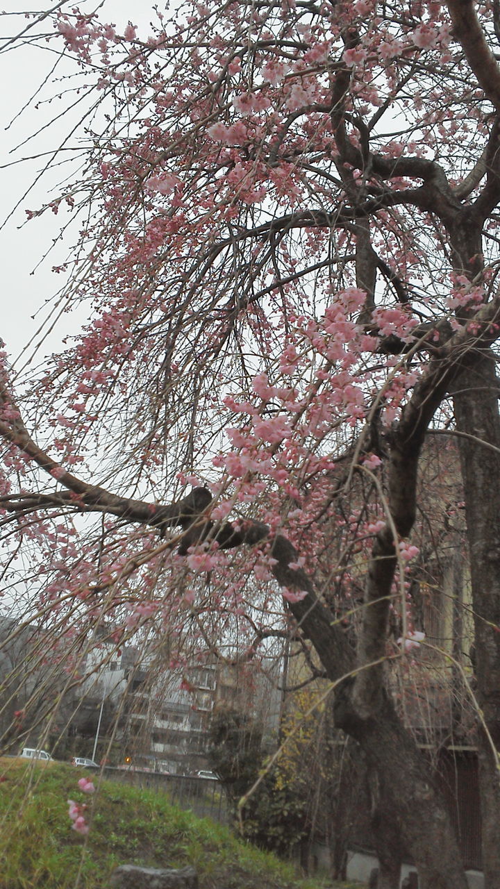 咲くちゃん日記