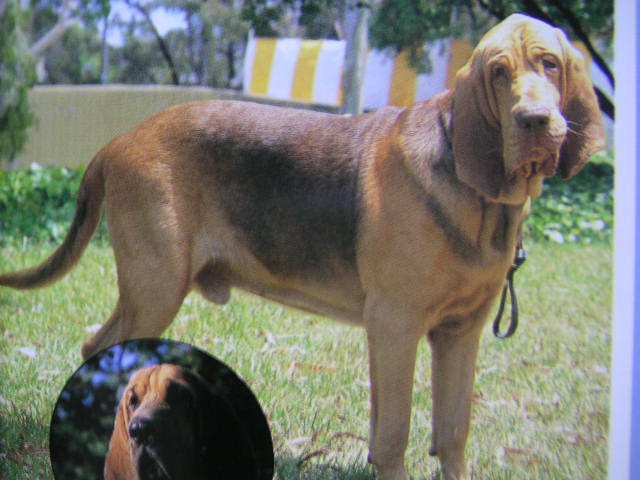犬キャラクターのトリビア サラサラ ダックス