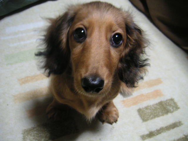 犬キャラクターのトリビア サラサラ ダックス