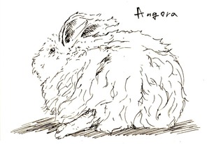 angora001