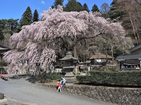 2018-4-8F SAKURA