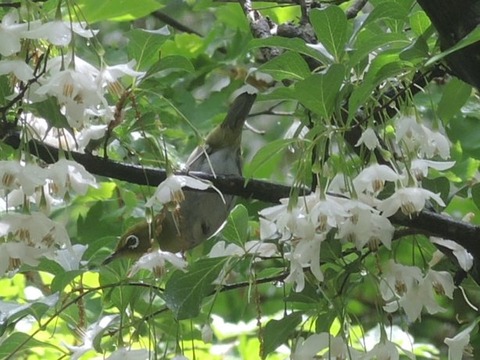 2019-6-12 MEJIRO