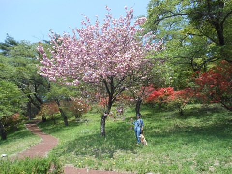 2018-4-23 F SAKURA