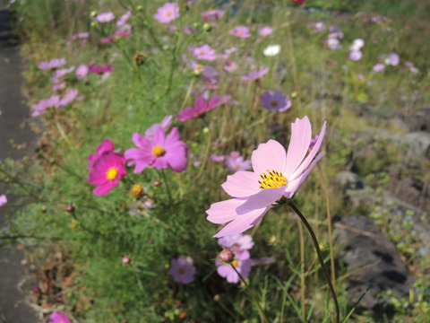 2017-9-24 COSMOS