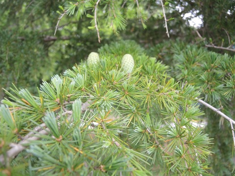 2019-6-12 MIGREEN