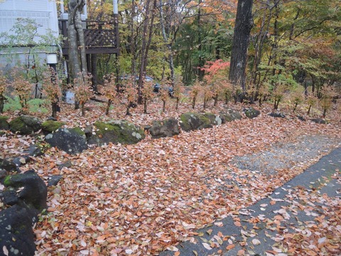 2018-11-6 KOYO02