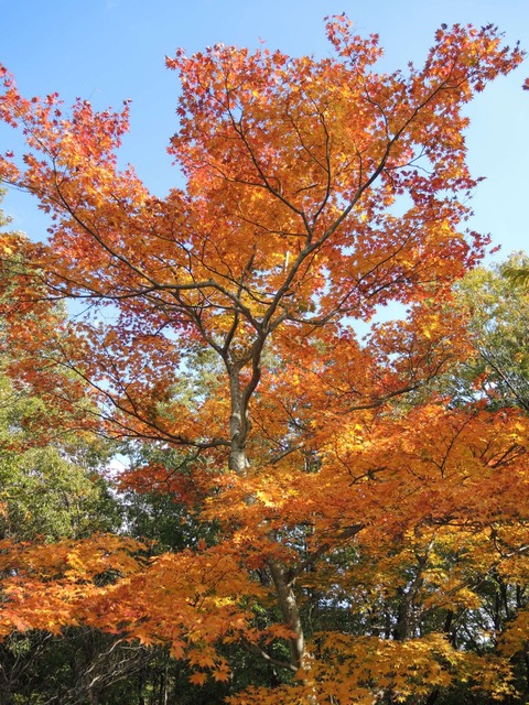 2015-10-30 IROHA