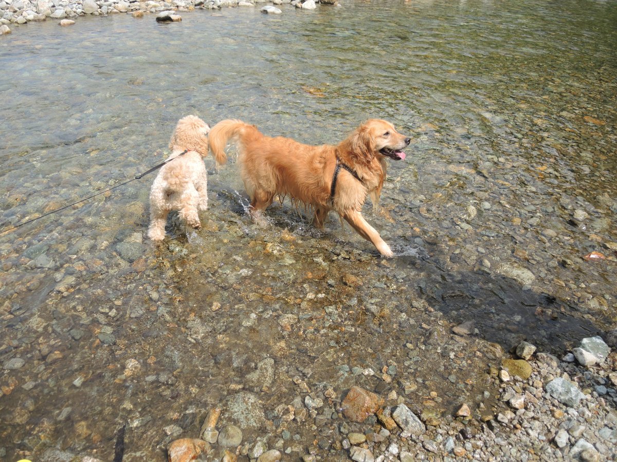 ミーナ初めての水浴び 那須の我が家は雲の中