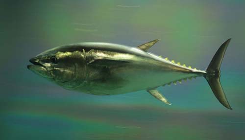サバがマグロを産む!?マグロの生殖細胞を移植されたサバが今夏にも産卵!!