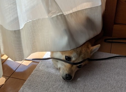 窓際