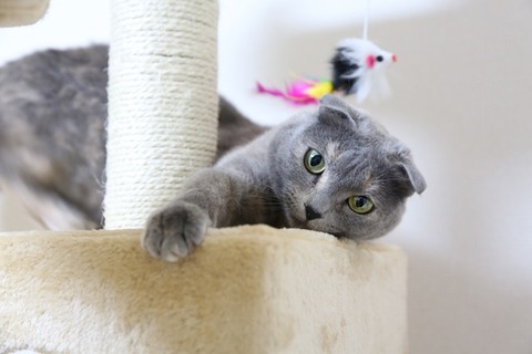 cat-1684255_640