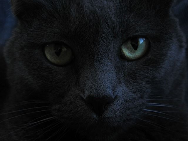 ニトリの黒猫クッション ねこりんぱん ねこまとめ ニトリの黒猫クッション ねこりんぱん ねこまとめ