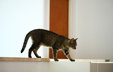 domestic-cat-3635204_640