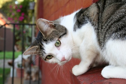 cat-13295_640