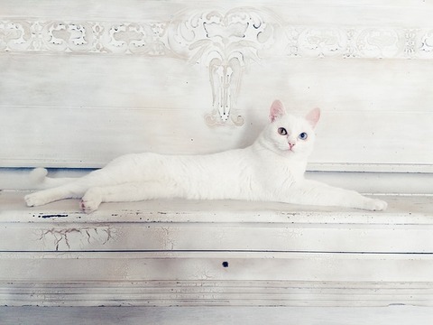 animal-1867907_640