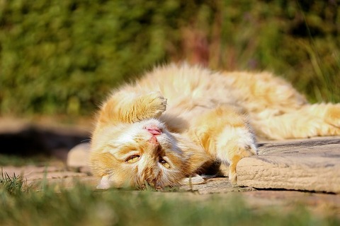 cat-1842053_640