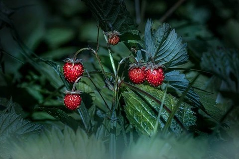 strawberries-ga24c3f1fb_640