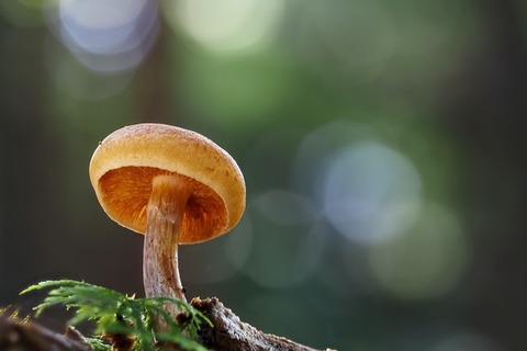 dorothea-oldani-Wu6MoqBNieo-unsplash