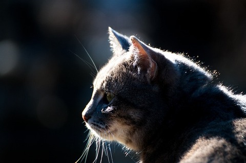 cat-4052373_640