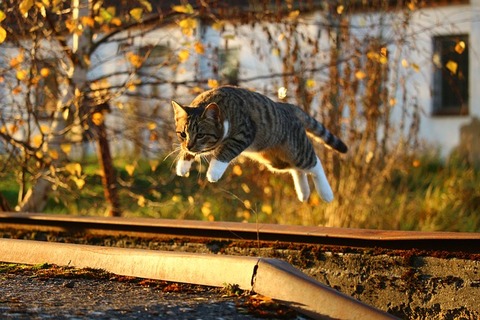 cat-1040753_640