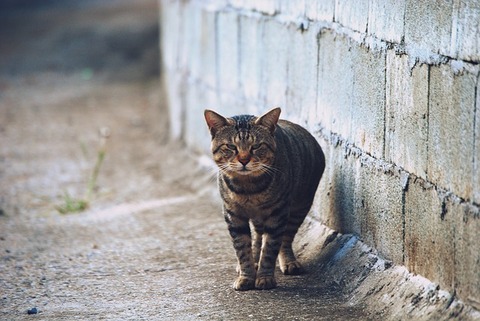 cat-3794325_640